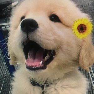 Meet your Posher, Danny